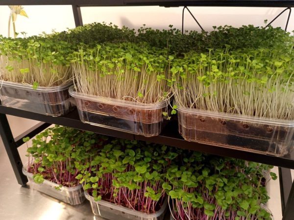 Microgreens Subscription Plans - Image 4