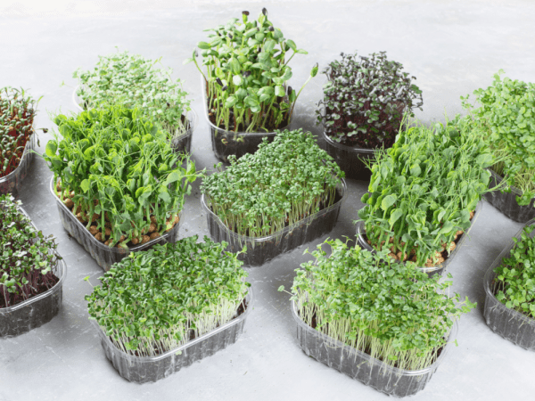 Microgreens Subscription Plans