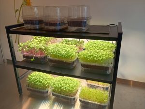 3-tier metal GrowGarden system for family microgreen growing