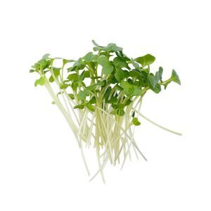 sprigs of broccoli raab on white background
