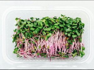 China Rose radish microgreens in punnet, ideal for kids' nutrition