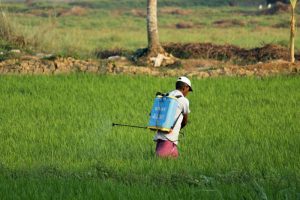 Person spraying crops with pesticides.
