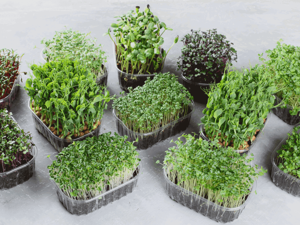 a selection of microgreens in punnets